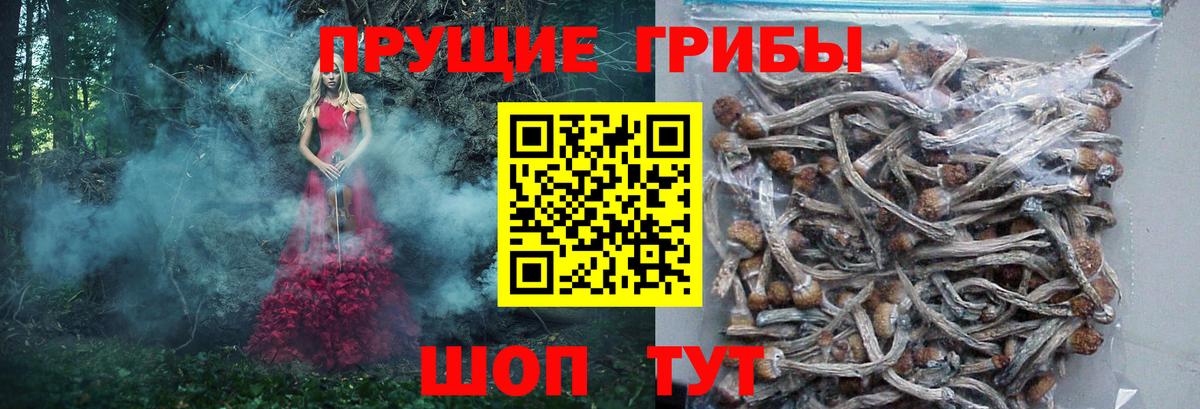 Псилоцибиновые грибы Cubensis  Алушта  Галлюциногенные грибы GOLDEN TEACHER 